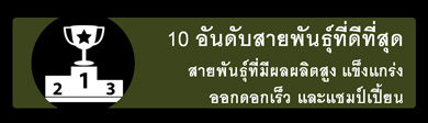 สายพันธุ์กัญชา 10 อันดับแรก - เมล็ดพันธุ์กัญชาที่ดีที่สุด - ไอคอนแท็บภาพพันธุ์กัญชาที่ชนะเลิศถ้วย